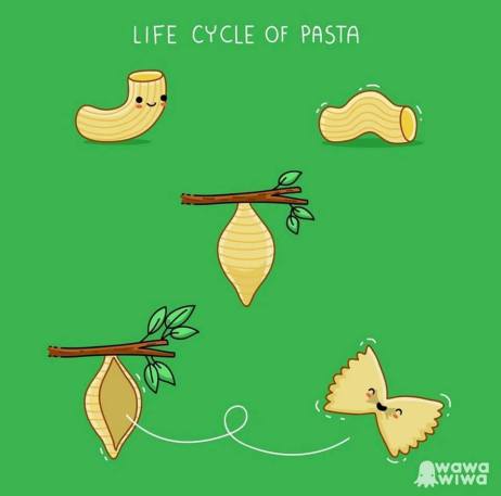 pasta life cycle